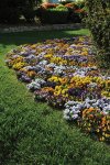Viola Sorbet Mix Xp Seed - 25 Raw Seed