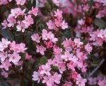 Rhaphiolepis Indica Pink 20LT