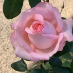 Vlv Kaapland Hybrid Tea Rose 5LT