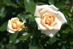 Cream Midinette Rose 5LT
