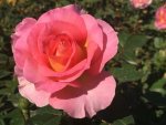 Pink Paradise Delfluros Hybrid Tea Rose 5LT