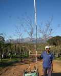 Lagertstroemia Indica 200LT