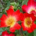 Cocktailclimbing Rose 5LT