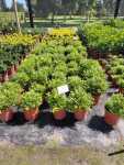 Rumohra Adiantiformis 17CM Pot