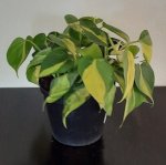 Philodendron Brasil - 15CM Nursery Pot