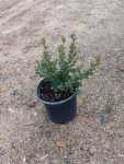 Searsia Crenata 17CM Pot