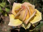 Gillian Wilkinson Legacy Rose Hybrid Tea Rose 5LT