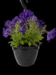 Petunia Perennial Assorted 21CM H b