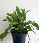 Kangaroo Fern 14CM Pot