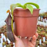 Tropical Pitcher Nepenthes 'spathulata X Singalana'