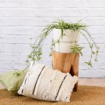 Spider Plant - In Flo Coconut White Planter