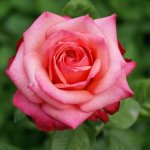 Smithfield Rose Hybrid Tea Rose 5LT
