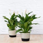 Peace Lily - Chopin - In Black & White Cotton Cord Planter