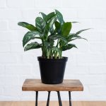 Chinese Evergreen - Maria - In 15CM Nursery Pot