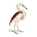 Heron Art Print