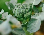Seeds Lettuce Endive St Laurent 1G