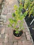 Bougainvillea - 25 Cm Pot Purple