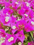 Arnelia Bougainvillea Purple 22CM Pot