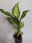 Dieffenbachia Seguine Seedlings - 3 Plug Plants