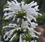 Leonotis Leonurus White 17CM Pot