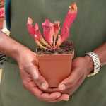 Trumpet Pitcher Sarracenia Amahle - Small To Medium Plant. 7.5CM Plastic Container.