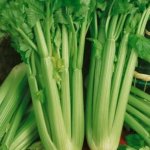 Celery 6 Pack