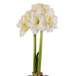 Amaryllis Sonata Double – “alfresco” Bulbs