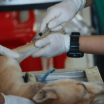 Thriving Vet Practice