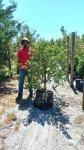 Searsia Crenata Alex Large Leaf 70LT