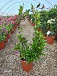 Hoya Pink 22CM Pot