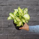 Dieffenbachia - Amy - 14CM Nursery Pot