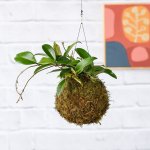 Hoya Carnosa Mossball