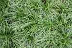 Ophiopogon Japonica 4LT