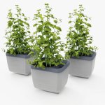 Herbs Buddy Planter