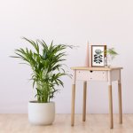 Parlor Palm - Medium - 25CM Nursery Pot