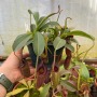 Tropical Pitcher Nepenthes 'lizzie' - Medium Plant In 9CM Plastic Pot