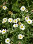 Chamomile Roman Seed - 1 G Raw Seed