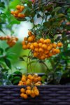 Sea Buckthorn Concentrate - 10ML