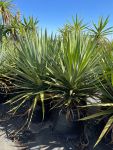 Dracaena Draco 50LT