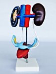 Female Urogenital System Model IT061