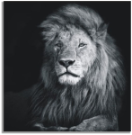 Lion Wall Art Photography Print On Canvas 550 X 550