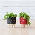 Pippin Planter - 7.5CM Black Pot With Dainty Crassula