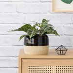 Zebra Plant - In Black Caxi Planter