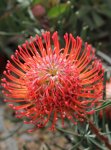 Orange Blaze Leucospermum Pincushion 15CM Pot