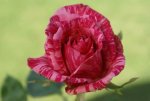 Pink Intuition Hybrid Tea Rose 5LT
