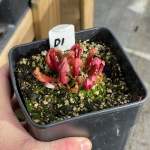 Trumpet Pitcher Sarracenia Dibuseng - Dormant Plant. 12CM Plastic Container.