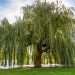 Weeping Willow Tree 60LT