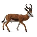 Springbok