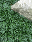 Ophiopogon Kyoto Dwarf 4LT