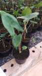 Alocasia Zebrina